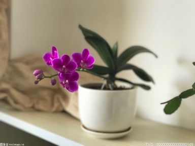 半导体巨头突陷停产危机 究竟发生了什么？