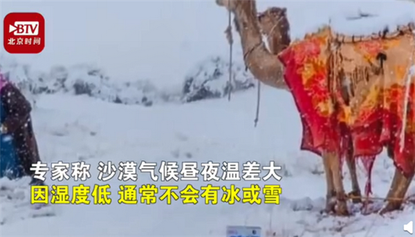 如此罕见景象！骆驼在撒哈拉沙漠雪中漫步