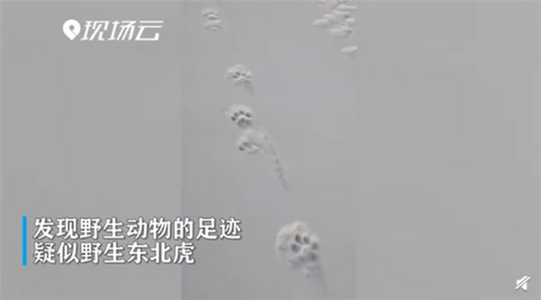 黑龙江边境发现野生东北虎脚印 为雌性幼虎