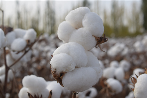 新疆棉花迎来采摘季