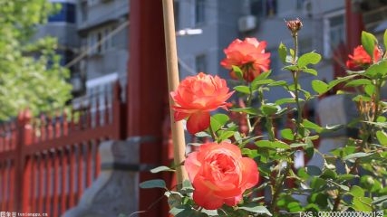 李子柒起诉网红经纪公司杭州微念 北京10月以来部分菜价涨超50%
