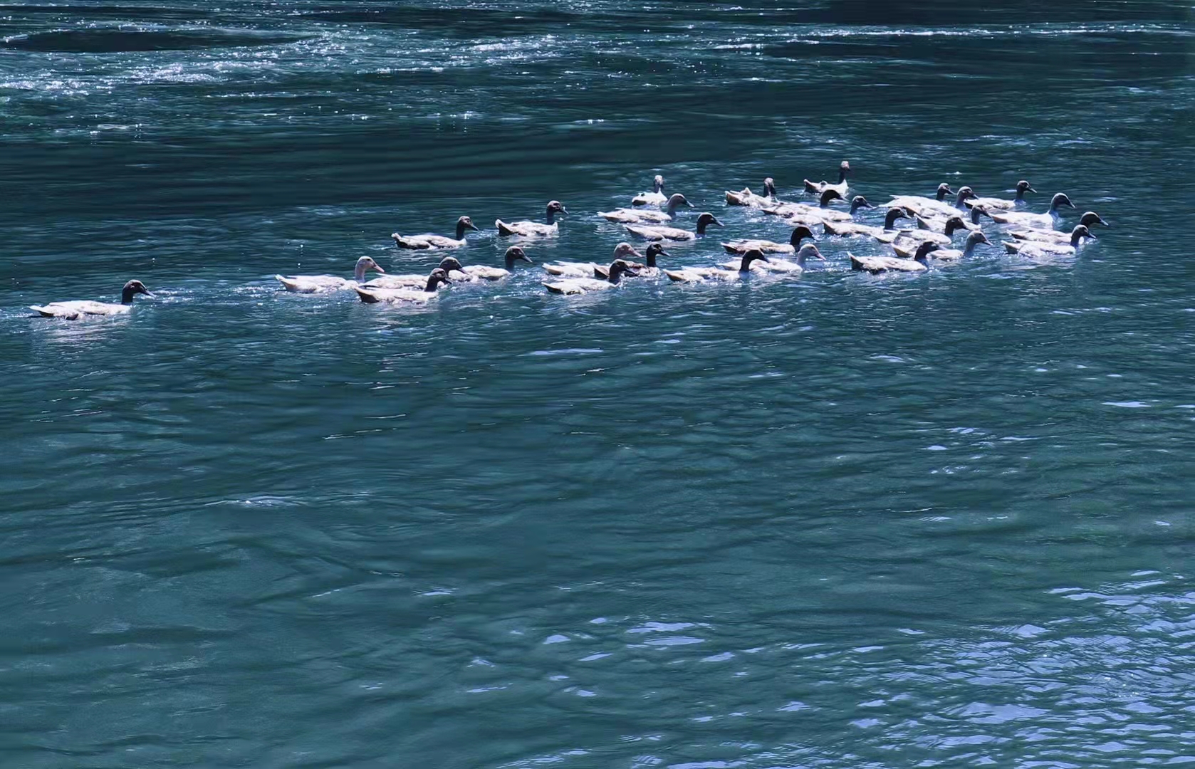 300只天鹅“打卡”广灵壶流河湿地省级自然保护区