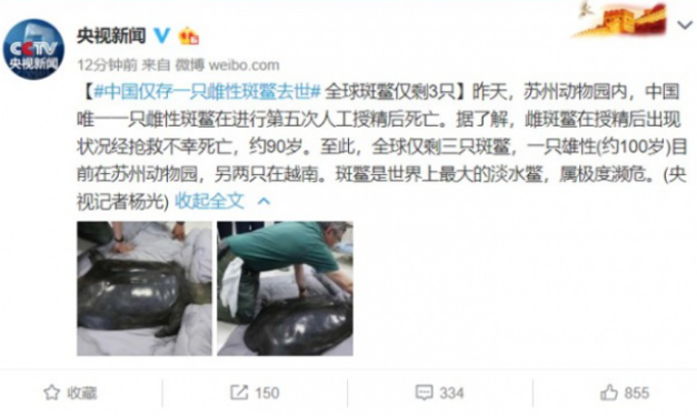 最后的斑鳖！中国最后一只雌性斑鳖不幸离世 