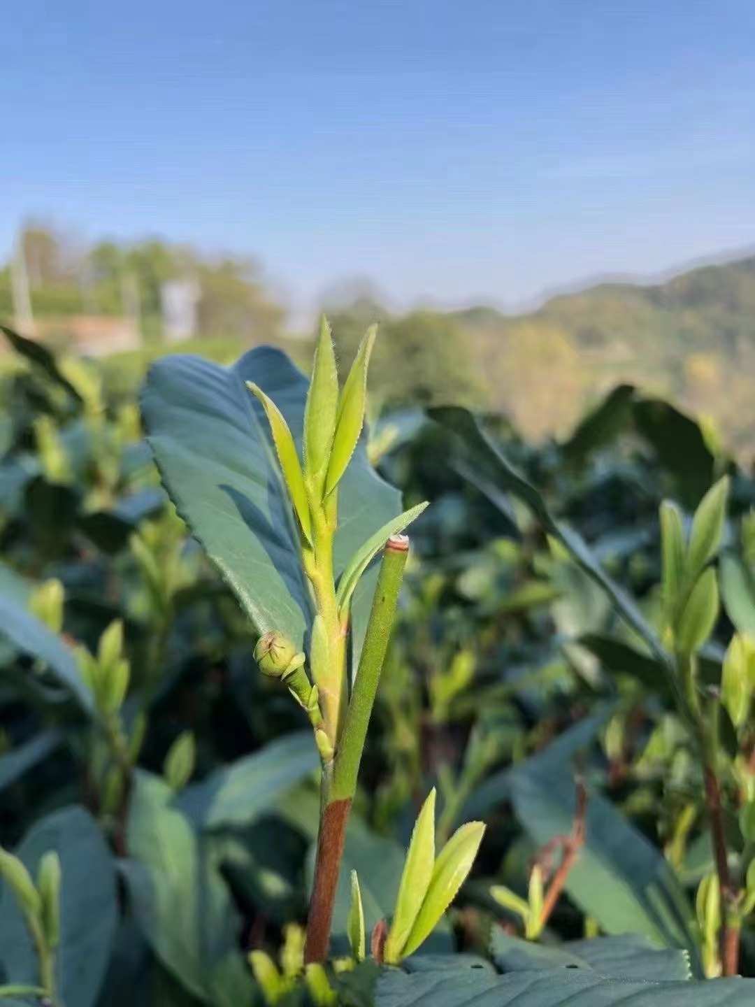 嘉竹绿茶园在哪里？嘉竹绿茶园简介及价格