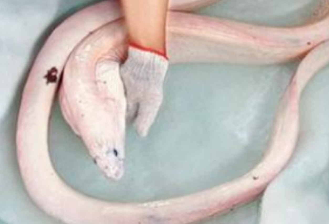 活体白龙王是什么？活体白龙王长什么样子？