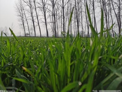 杭州萧山首批“千亩方”完成验收 年度粮食产预计超400万公斤