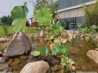 深圳发布全国首部自然学校绿皮书 打造生态环境治理新模式
